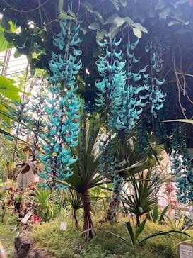 熱川バナナワニ園に投稿された画像（2022/4/16）