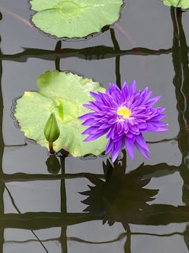 熱川バナナワニ園に投稿された画像（2022/4/16）