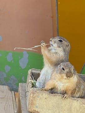 淡路ファームパーク イングランドの丘に投稿された画像（2022/4/16）