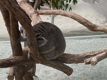 淡路ファームパーク イングランドの丘に投稿された画像（2022/4/16）