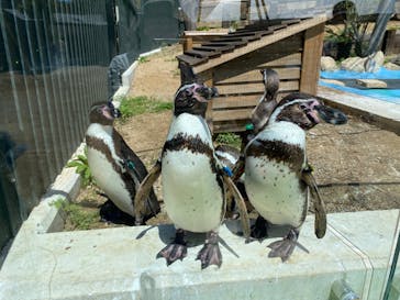 しろとり動物園に投稿された画像（2022/4/16）