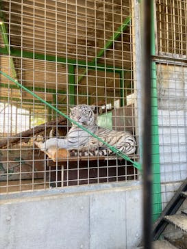 しろとり動物園に投稿された画像（2022/4/16）