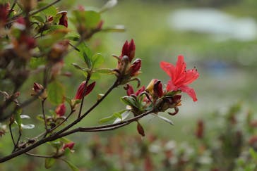 三溪園に投稿された画像（2022/4/16）
