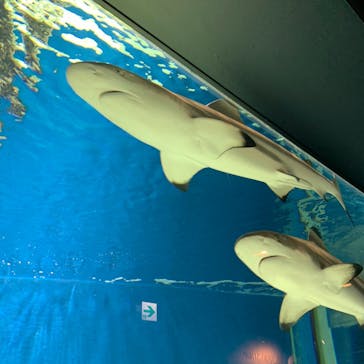 マクセル アクアパーク品川に投稿された画像（2022/4/16）