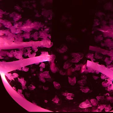 マクセル アクアパーク品川に投稿された画像（2022/4/16）