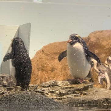 マクセル アクアパーク品川に投稿された画像（2022/4/16）