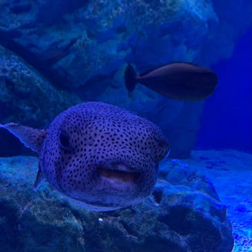 マクセル アクアパーク品川に投稿された画像（2022/4/16）