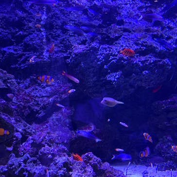 マクセル アクアパーク品川に投稿された画像（2022/4/16）