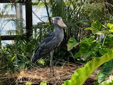 神戸どうぶつ王国に投稿された画像（2022/4/16）