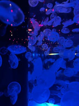 マクセル アクアパーク品川に投稿された画像（2022/4/16）