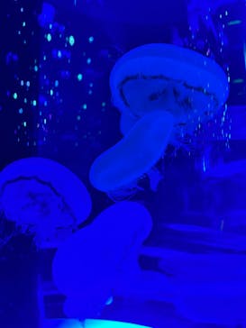 マクセル アクアパーク品川に投稿された画像（2022/4/16）