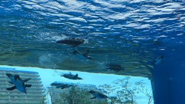 サンシャイン水族館に投稿された画像（2022/4/17）