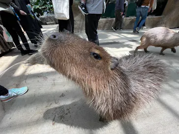 神戸どうぶつ王国に投稿された画像（2022/4/17）