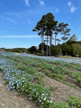 淡路ファームパーク イングランドの丘に投稿された画像（2022/4/17）
