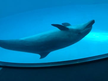 名古屋港水族館に投稿された画像（2022/4/17）