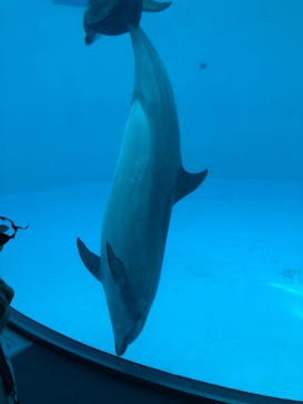 名古屋港水族館に投稿された画像（2022/4/17）