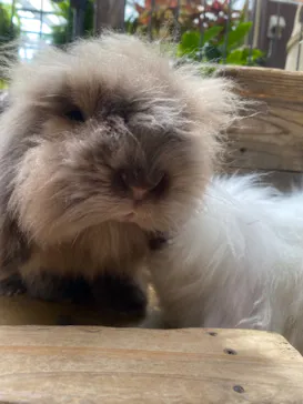 神戸どうぶつ王国に投稿された画像（2022/4/17）