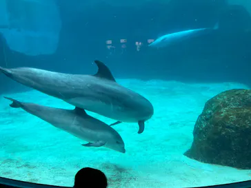 名古屋港水族館に投稿された画像（2022/4/17）