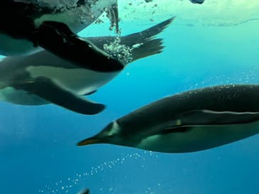 名古屋港水族館に投稿された画像（2022/4/17）