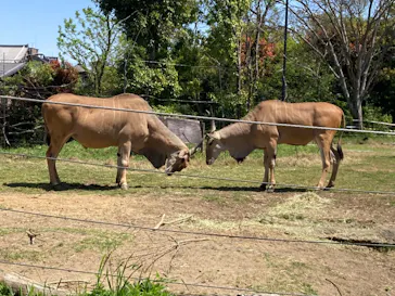 天王寺動物園に投稿された画像（2022/4/17）