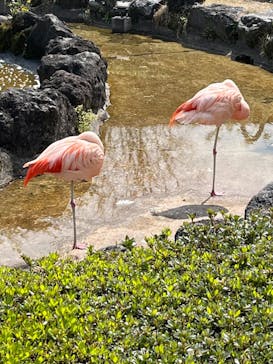 群馬サファリパークに投稿された画像（2022/4/17）