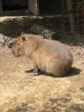 群馬サファリパークに投稿された画像（2022/4/17）