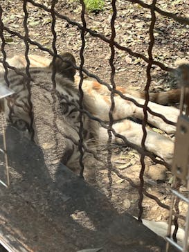 群馬サファリパークに投稿された画像（2022/4/17）