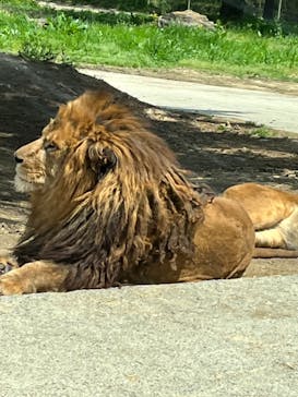 群馬サファリパークに投稿された画像（2022/4/17）