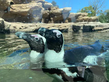 神戸どうぶつ王国に投稿された画像（2022/4/17）