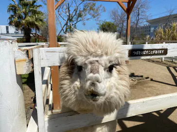 神戸どうぶつ王国に投稿された画像（2022/4/17）