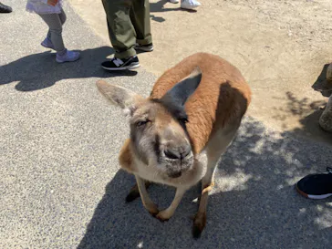 神戸どうぶつ王国に投稿された画像（2022/4/17）