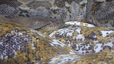 体感型動物園iZooに投稿された画像（2022/4/17）