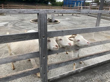 アロハガーデンたてやまに投稿された画像（2022/4/17）