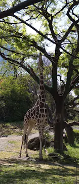 天王寺動物園に投稿された画像（2022/4/17）