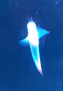 仙台うみの杜水族館に投稿された画像（2022/4/12）