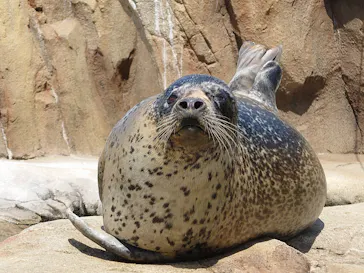 神戸どうぶつ王国に投稿された画像（2022/4/17）