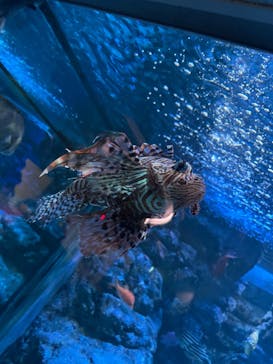 名古屋港水族館に投稿された画像（2022/4/17）