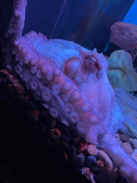 名古屋港水族館に投稿された画像（2022/4/17）