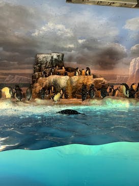 名古屋港水族館に投稿された画像（2022/4/17）