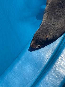 大分マリーンパレス水族館 「うみたまご」に投稿された画像（2022/4/17）