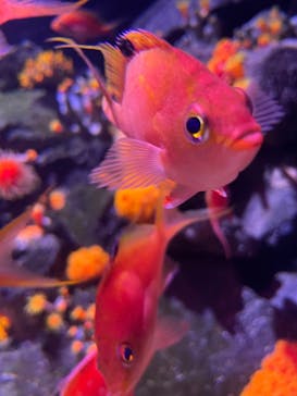 大分マリーンパレス水族館 「うみたまご」に投稿された画像（2022/4/17）