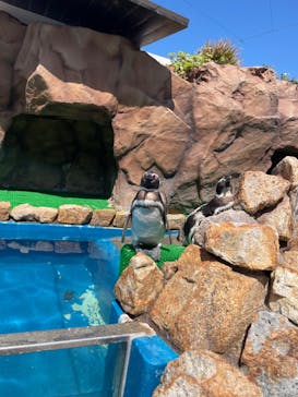 大分マリーンパレス水族館 「うみたまご」に投稿された画像（2022/4/17）