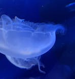 サンシャイン水族館に投稿された画像（2022/4/17）