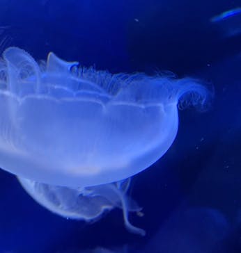 サンシャイン水族館に投稿された画像（2022/4/17）