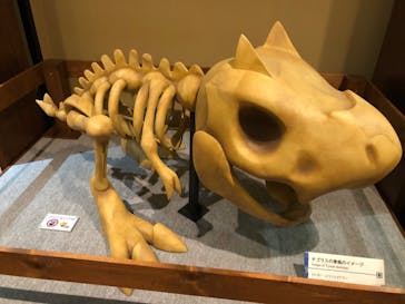 国立科学博物館　特別企画展「ポケモン化石博物館」に投稿された画像（2022/4/17）