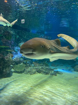 マクセル アクアパーク品川に投稿された画像（2022/4/17）