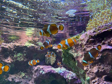 サンシャイン水族館に投稿された画像（2022/4/17）