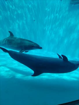 名古屋港水族館に投稿された画像（2022/4/17）