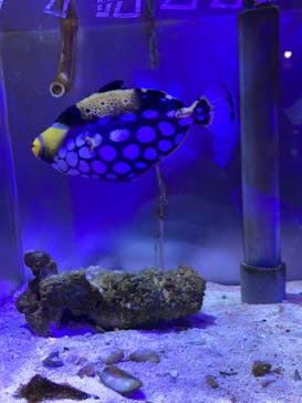 ゼロ距離水族館 伊勢シーパラダイスに投稿された画像（2022/4/17）