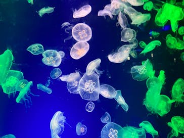 名古屋港水族館に投稿された画像（2022/4/17）